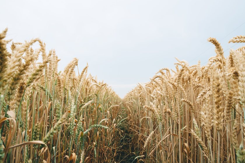 Highly regenerative farms saw smaller yield declines than the least regenerative farms following the 2023 drought