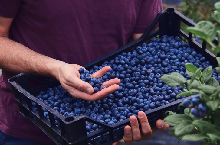 Lidl commits £500m to boost British berry sourcing