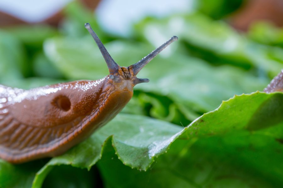Slug Sleuth farmers collected field data to help researchers model where slugs are likely to appear
