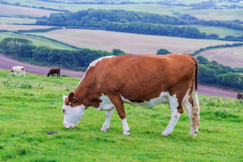 Farm leaders say urgent delivery is needed to protect progress against bovine TB