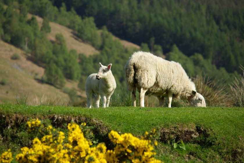 Meeting future demand would require Scotland’s lamb numbers to rise by 5%, QMS said