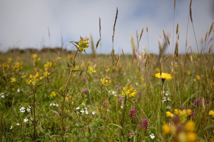 Species-rich grasslands are allowed to flower and set seed before being cut for hay and grazed over winter