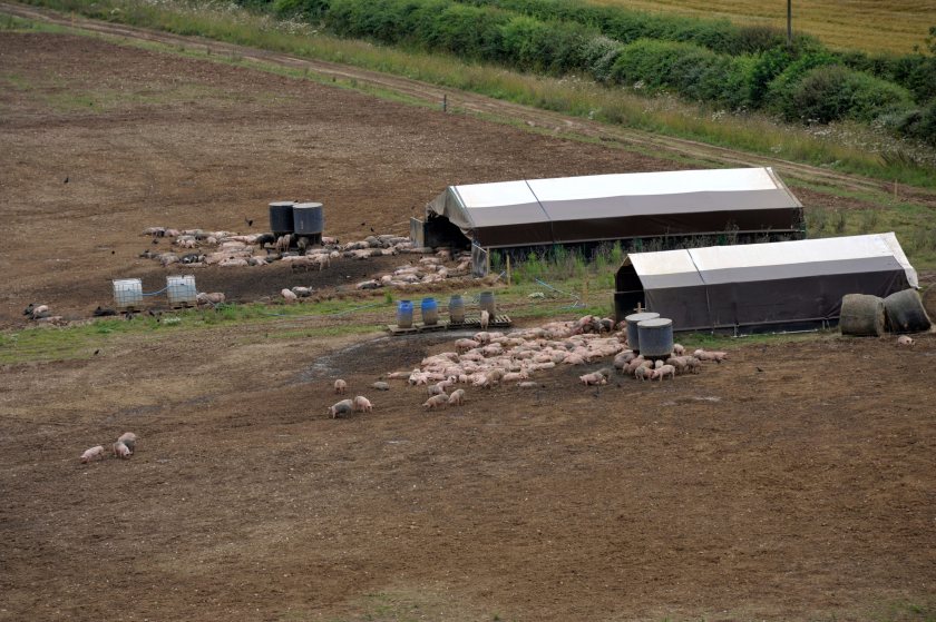 Pig farmers are facing pressure from falling prices, rising input costs and contract losses