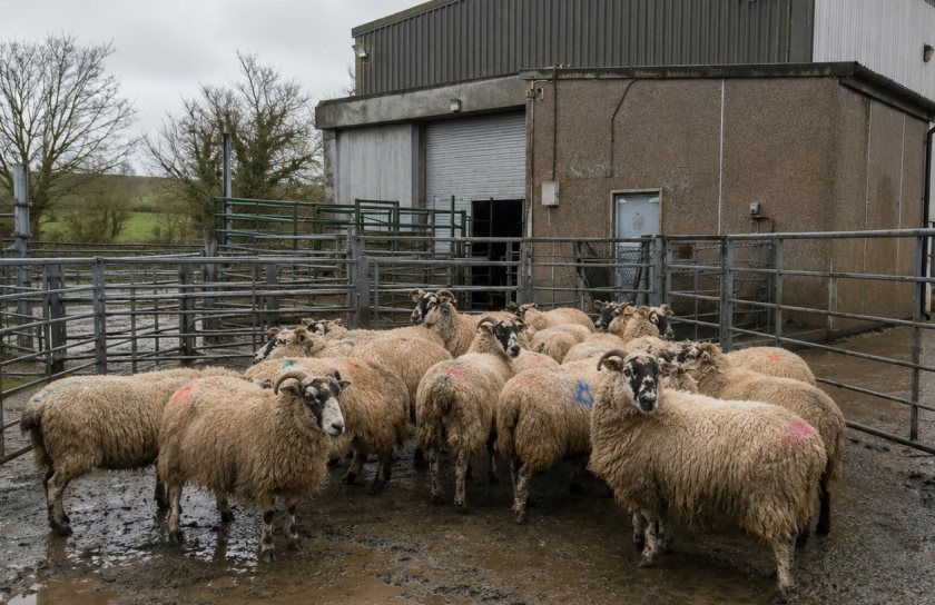 RBST says stronger support would help maintain local slaughter capacity and protect rare breeds