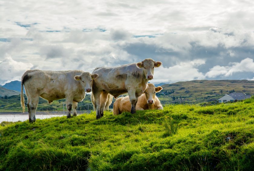 The campaign aims to highlight the quality and traceability of locally produced beef