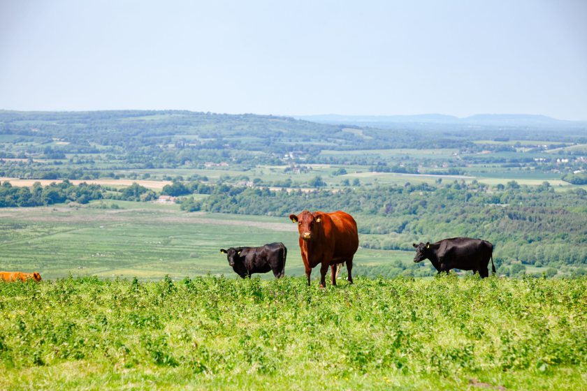 Livestock producers saw stronger returns in 2025, helped by higher beef and milk prices