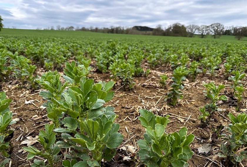 A new app will allow growers to record crop management information in the field (Photo: PGRO)