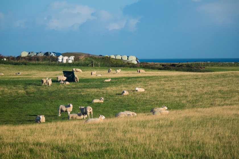 DAERA has appealed for information after dead sheep and calves were dumped in Northern Ireland