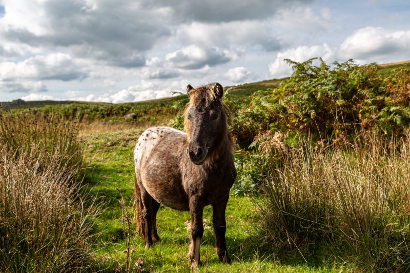 Commoners say pony herds are traditionally managed alongside sheep and cattle on Dartmoor’s commons