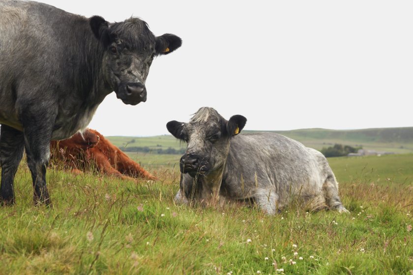 New research shows strong public backing for Scottish-produced red meat over imported alternatives