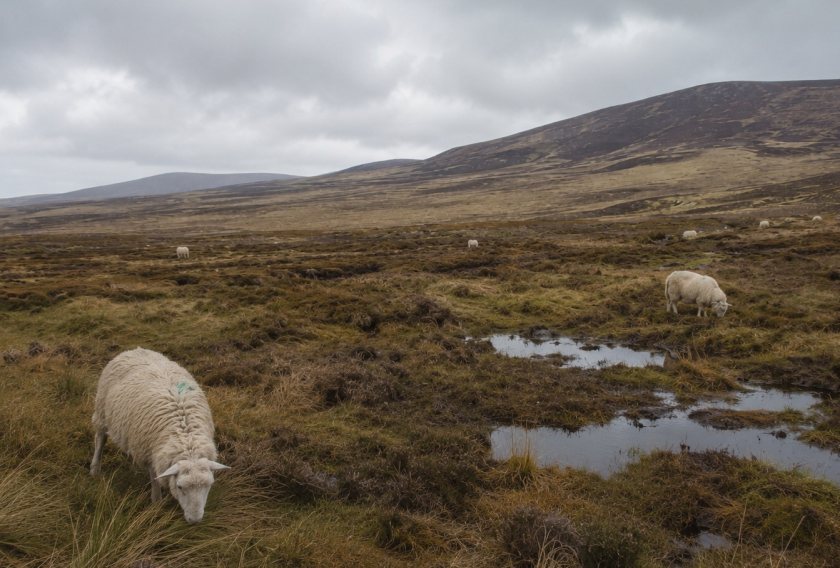 The report calls for long-term funding, local support and results-focused agri-environment schemes