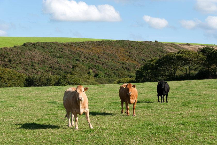 Enfield Council’s decision has been welcomed as a show of support for British livestock producers
