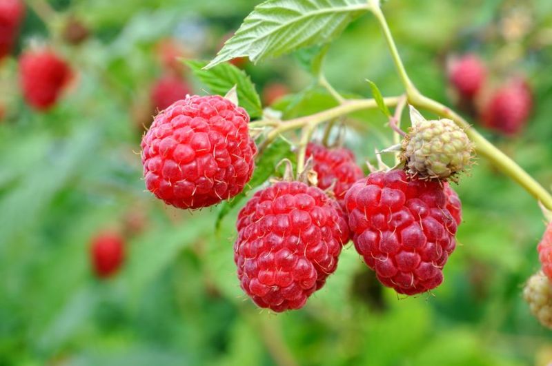 The FLEXBOT project is exploring how autonomous robots can support logistics on fruit farms