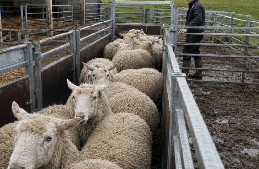 The FETF supports items including mobile livestock handling systems and cattle weighing equipment