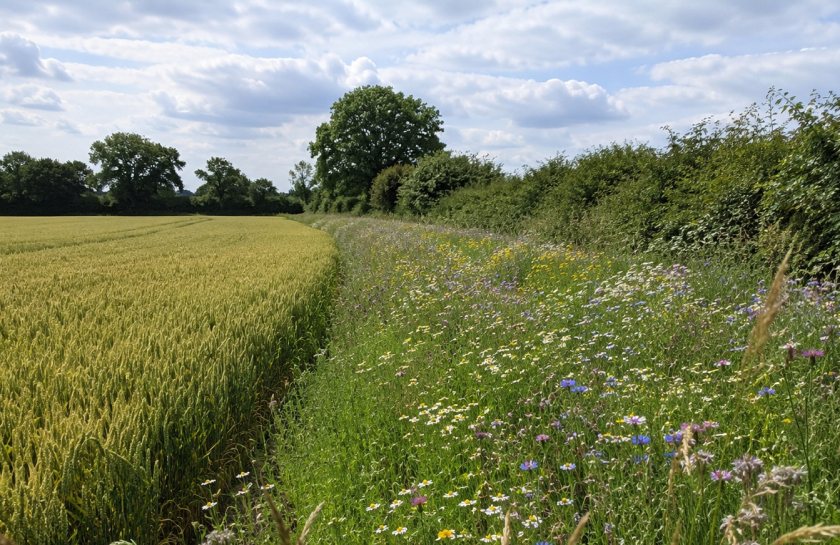 The review found organic systems performed well on biodiversity, soil health and reduced chemical use