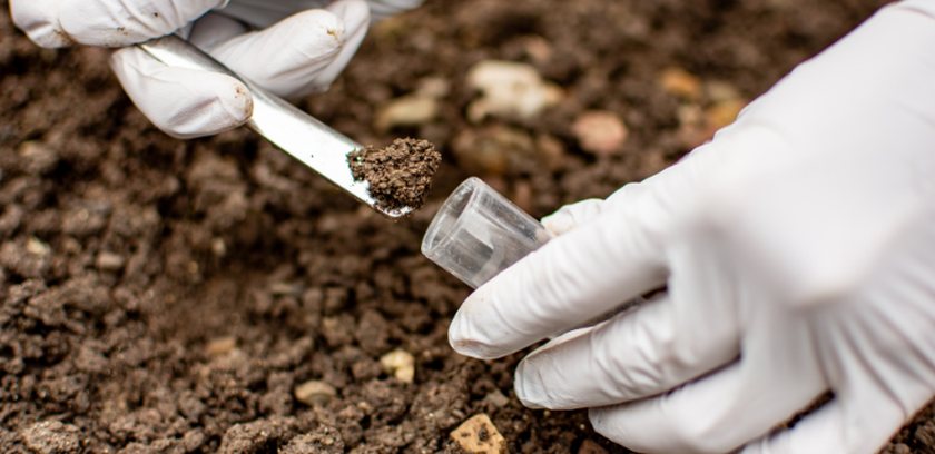 The study found that beneficial microbes can strengthen plant roots under salt stress (Photo: UEA)