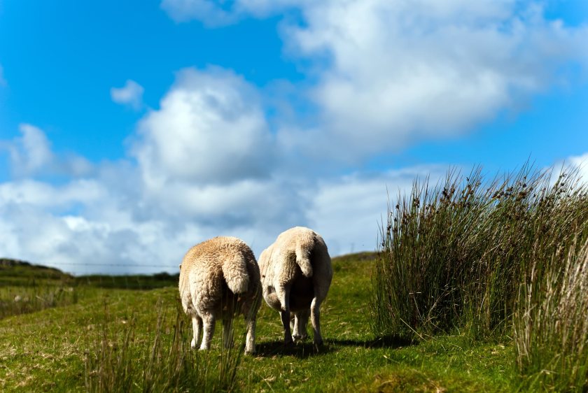 NFU warns hill farms need long-term backing to protect uplands