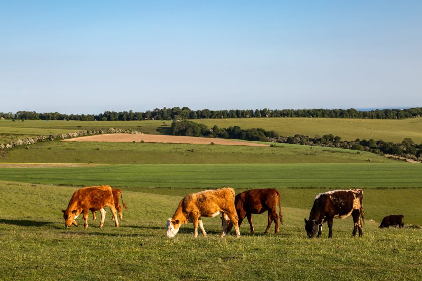 Livestock businesses are being encouraged to plan for hotter, drier summers as climate pressures increase