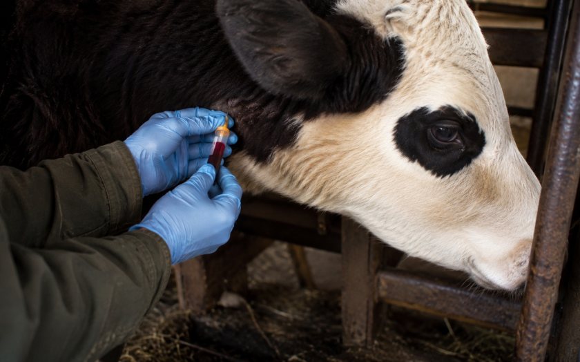 The IFN-g blood test can help detect bovine TB infection earlier than the standard skin test