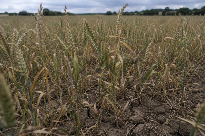 AHDB says dry spring weather has reduced UK crop condition ratings ahead of harvest