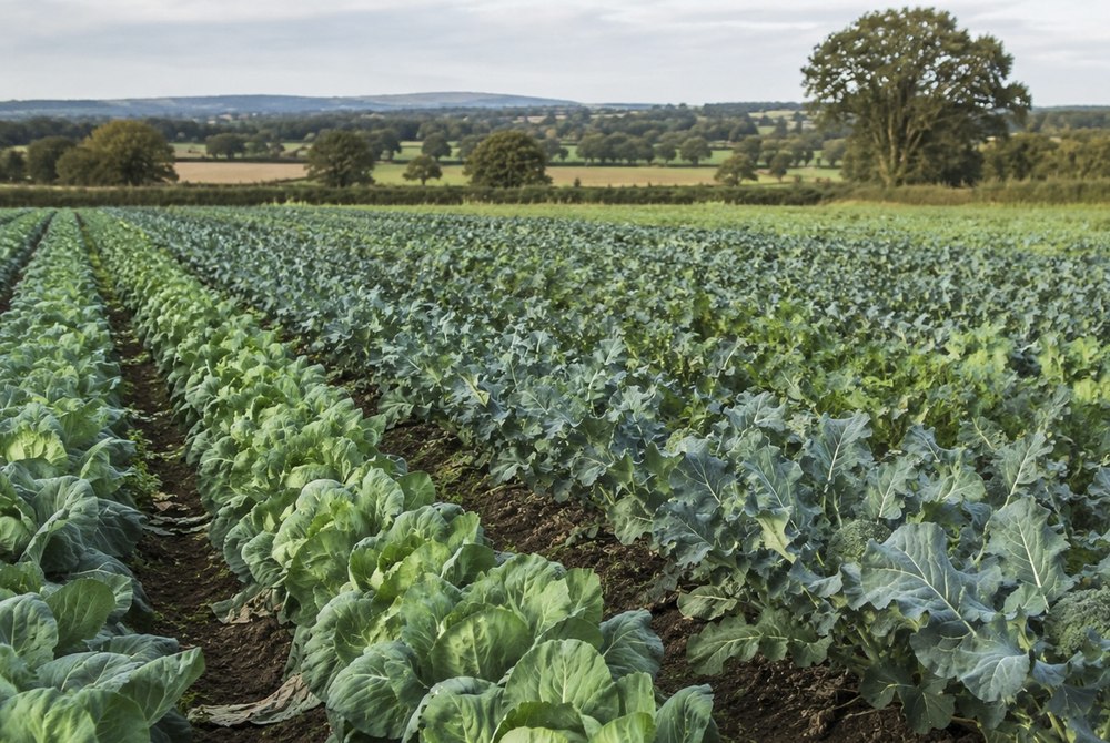 The campaign aims to reduce unnecessary imports while British brassicas are in season