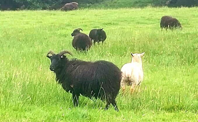 Police say the stolen sheep had an estimated total value of around £18,000