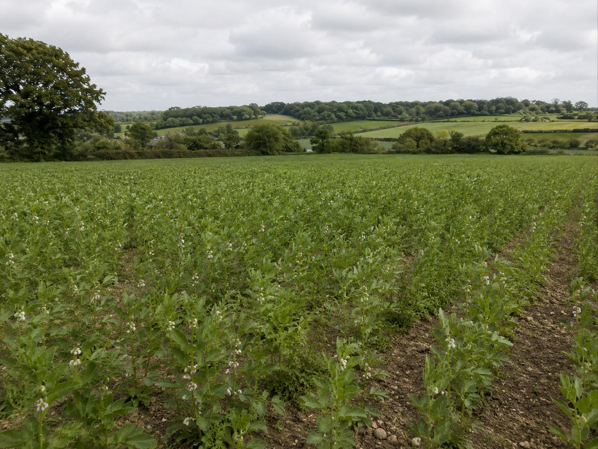 The study will focus on whether edible legumes can help improve soil health and reduce reliance on synthetic fertilisers