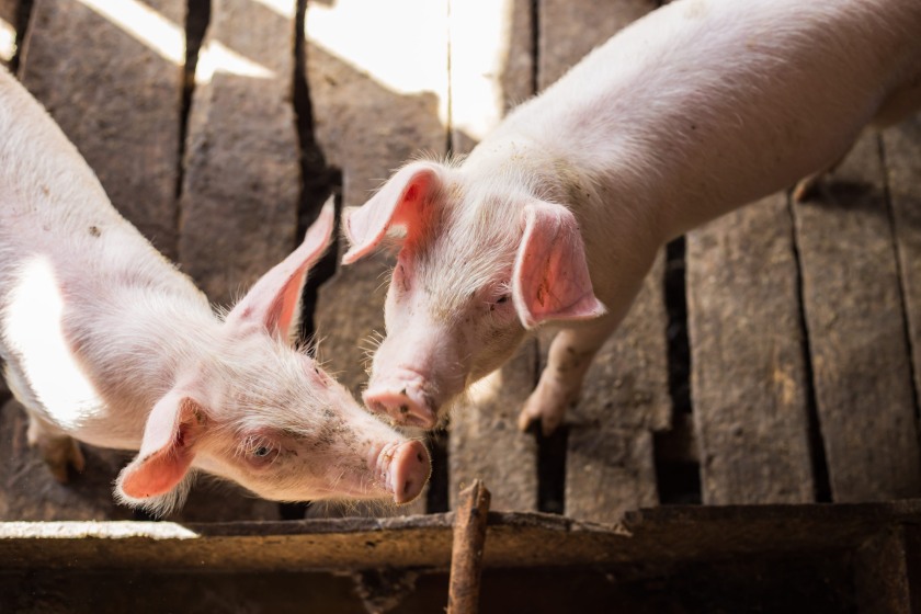 Antibiotic use in UK pigs has fallen by 72% since electronic Medicines Book reporting began in 2015