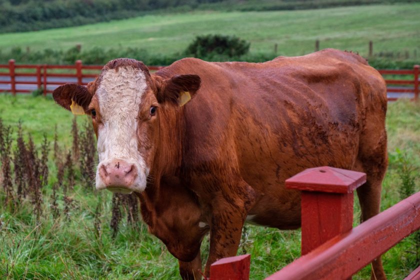 Scientists will use the new centre to measure cattle emissions under controlled conditions