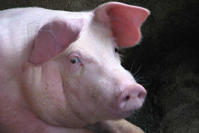 The Standard Pig Price has fallen by more than 30p since August 2025