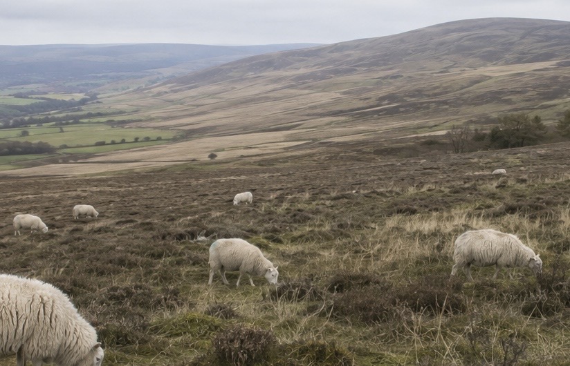 The NSA wants a balanced approach to moorland management