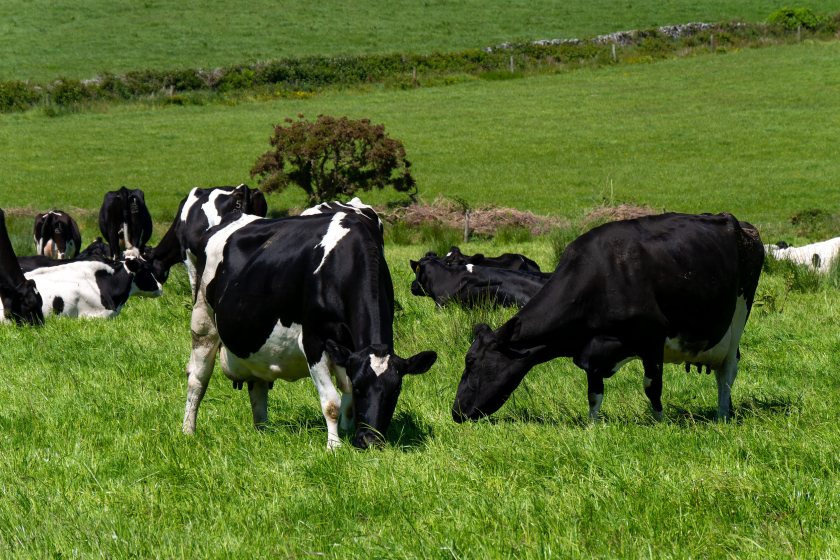 The GB dairy cow herd has continued its long-term decline despite record milk output driven by higher yields per cow