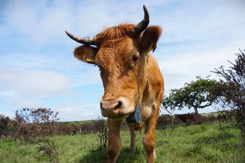Cattle are helping create more varied habitats while reducing wildfire fuel on one of Wales’s rarest landscapes