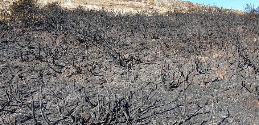 The Gower Commons face increasing wildfire pressure, with grazing now used to help manage the risk