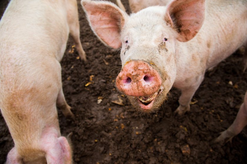 The £2 million scheme aims to prevent more pig farmers from leaving the industry