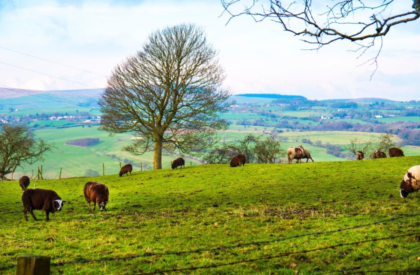 Better animal health, genetics, forage quality and finishing performance are among the actions recommended
