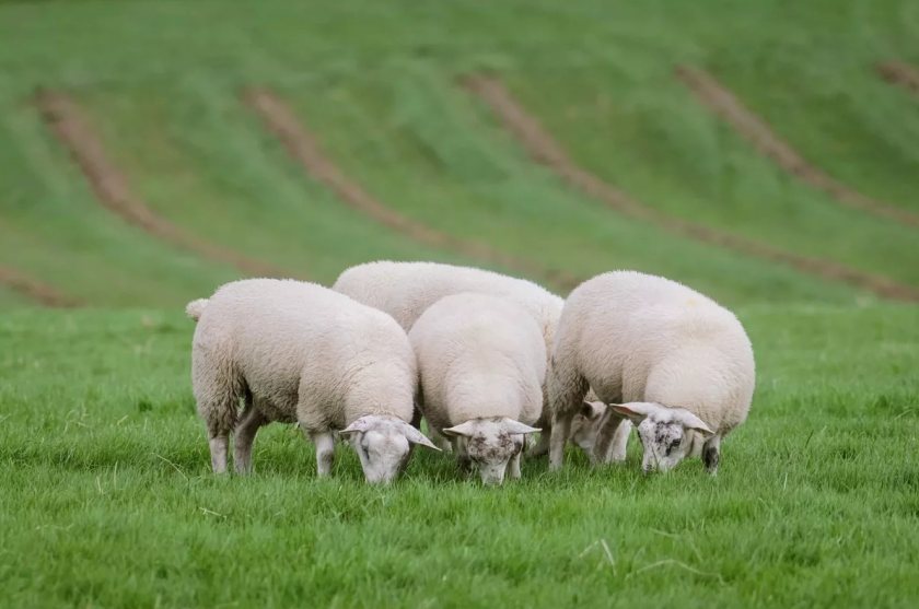 Modelling suggests Scotland’s sheep sector could add £77 million in output by 2032