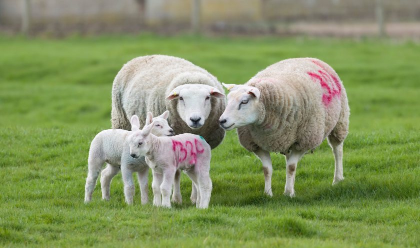 UK sheep producers are expected to benefit from improved access to the Swiss market under the new trade agreement