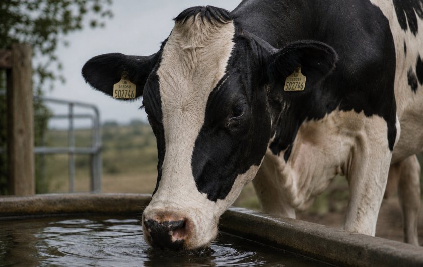 Heat stress reduced dairy cow yields as milk deliveries fell 3.1% year on year in June