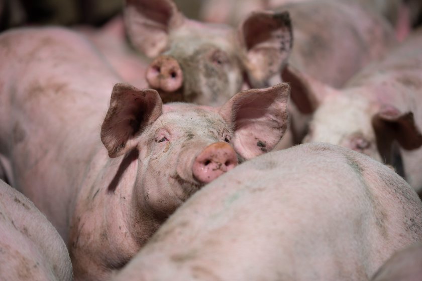 The industry fears prolonged market pressure could cause irreversible damage to independent pig production
