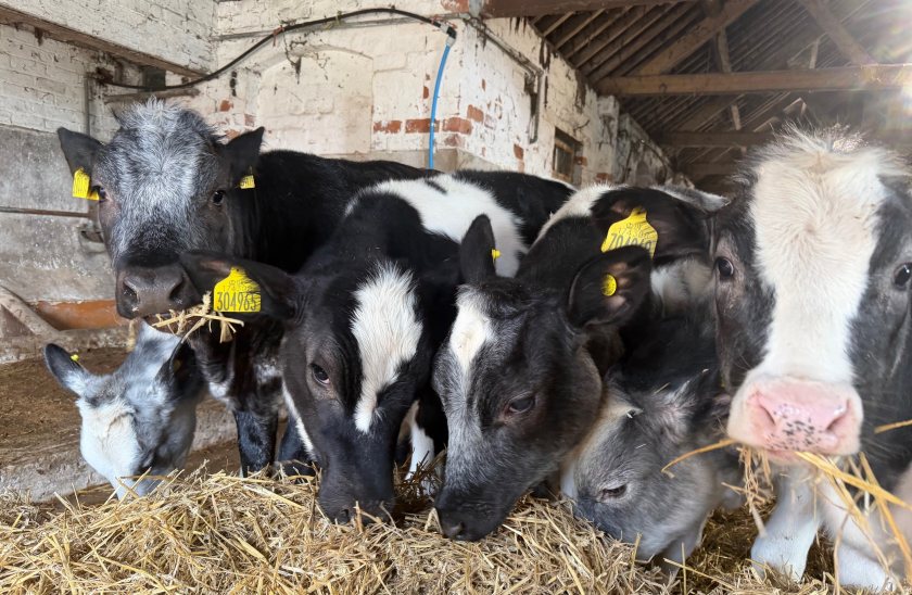 Hereford, Angus and British Blue cattle have returned to the farm for the first time since 2004