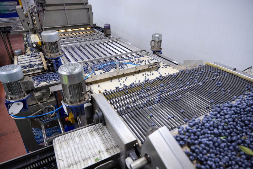 Optical systems inspect every berry, while drones help keep polytunnels cool during hot weather