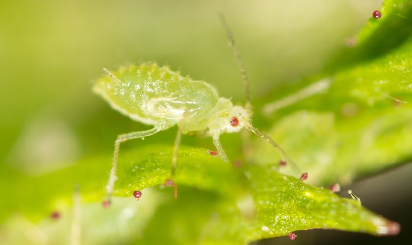 Commercial trials cited by BASF recorded more beneficial insects in peas and lower aphid incidence in sugar beet