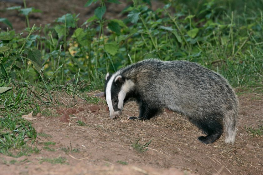 Bovine TB can have a severe financial and emotional impact on livestock farmers across Wales
