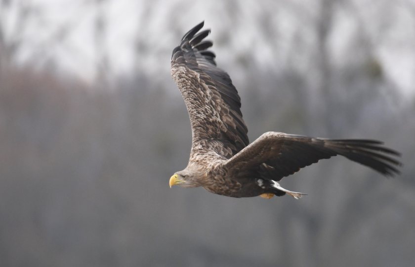 Researchers will compare eagle movements with GPS data from lambs in Argyll