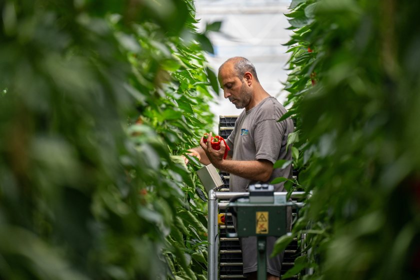 The agreements are designed to give UK growers greater certainty to invest in glasshouses, technology and production