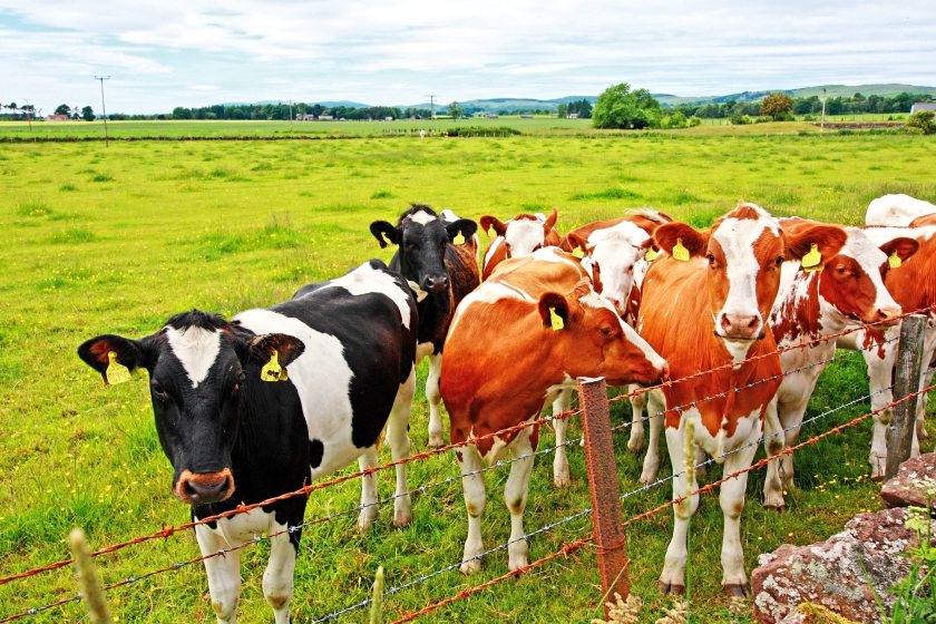 Some Scottish dairy farmers are receiving as little as 22p per litre after transport costs, the union said