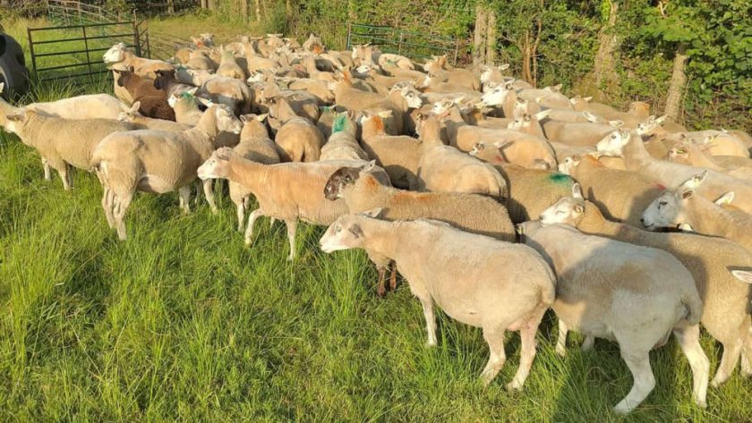 The missing animals include Texel-cross-Roussin sheep and Poll Dorsets (Photo: Devon and Cornwall Police)