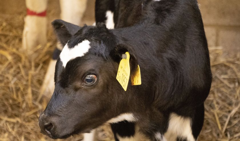 The Royal Veterinary College study analysed blood samples from 38 dairy calves and their dams (Photo: RVC)