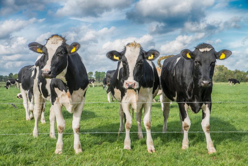 Lower milk prices, drought and rising production costs are putting renewed pressure on dairy margins